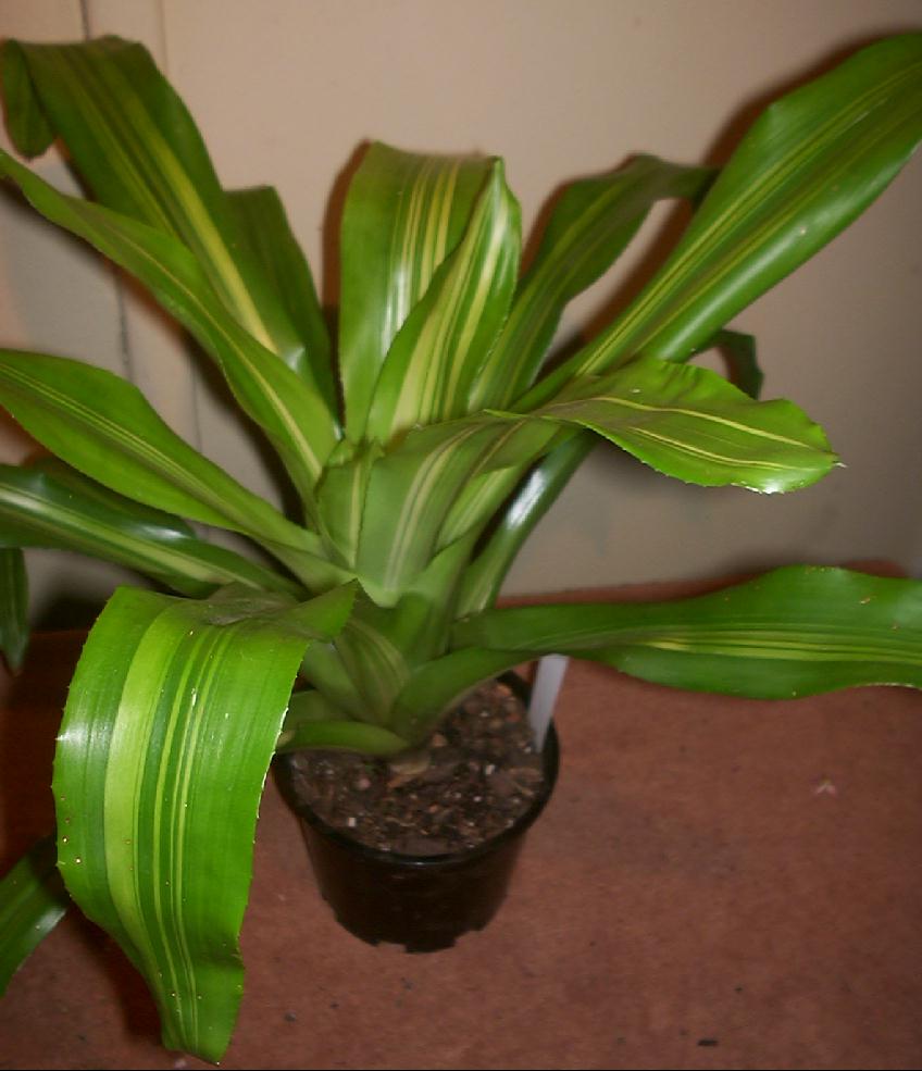 Black Amazonian Birdnest